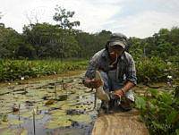 JMDG007 Crocodylus moreletii.jpg