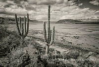 FRM002 Carnegiea gigantea.jpg