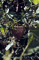 DK1568 Pinotepa de Don Luis, Oaxaca.jpg