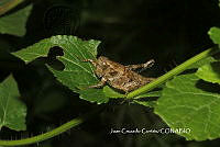 JCC0137 Acrididae.JPG