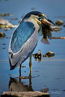 DARC06 Nycticorax nycticorax.jpg