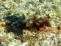 VMC004 Gobiidae.jpg