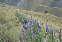 VWS075 Lupinus montanus.jpg