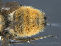 JAMR054 Bombus fervidus.jpg