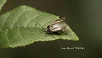 SM0206 Plagiognathus obscurus.jpg