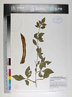 JAdNV0338 Parmentiera aculeata.JPG