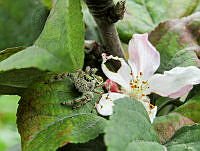 LFPZ02 Paraphidippus aurantius.jpg