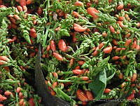 EL0032 Phaseolus sp..jpg