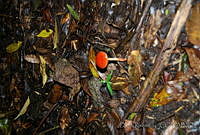 DK0774 Amanita sp..jpg