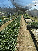 Agro CGL 098 Agave sp..jpg