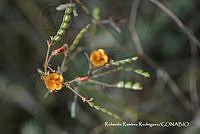 RRR0036 Aeschynomene americana.jpg