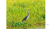 FN005 10 Oax 076 Ardea herodias.jpg