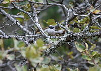 LCV0013 Psaltriparus minimus.jpg