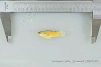 SGQ2111 Poecilia mexicana.jpg