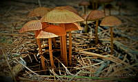 JRA03 Agaricales.jpg