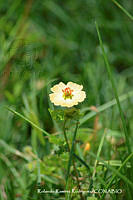 RRR0543 Kallstroemia rosei.jpg
