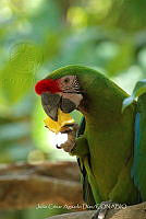 JCAD 002 Ara militaris.jpg