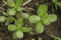 IMDOC3127 Portulaca oleracea.JPG
