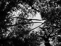 LRGA025 Rhizophora mangle.jpg