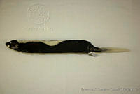 FXGC0017 Conepatus semistriatus.jpg