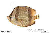 ME006 Peces 051 Chaetodon humeralis.jpg