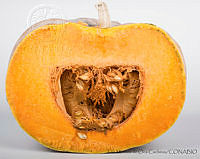 IMDOC2899 Cucurbita moschata.jpg
