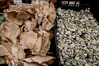 IMDOC Hong 0148 Ustilago maydis.jpg