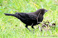 MGaves 1166 Agelaius phoeniceus.jpg