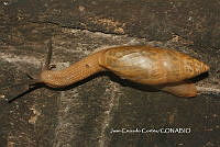 JCC0419 Euglandina corneola.JPG