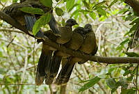 MASM04991 Ortalis leucogastra.jpg