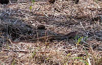 CGL5247 Aspidoscelis exsanguis.jpg