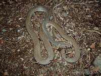 LCMHP013-22 Masticophis mentovarius.jpg