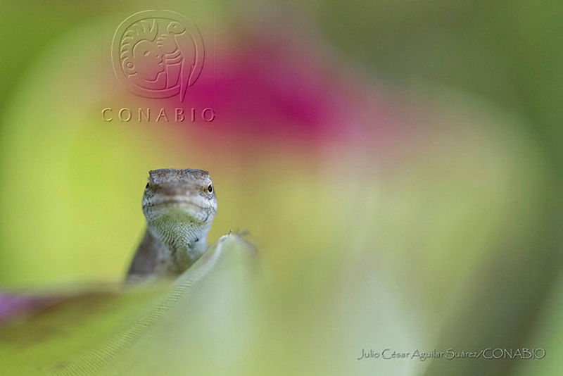 JCAS02%20Anolis%20crassulus.jpg.4yeam  1MVVjGw1jQA3g0JtbmFja29CbnFuZ3NAbXJ6LGtwZwA. THRoW6iyc