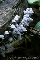 AB0032 Fungi.jpg