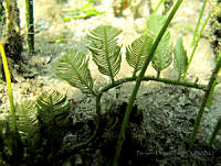 BDP0124 Caulerpa sertularioides.jpg