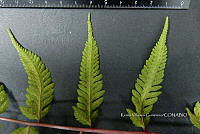 Yolox 2370 Athyrium skinneri (Baker) Diels.jpg