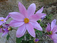 JF092 1319 Dahlia imperialis.jpg
