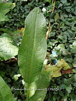 RG016 0652 Acacia.jpg