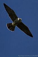 MASM01549 Falco peregrinus.jpg