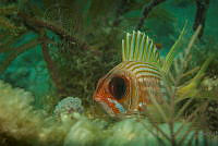 IDG1543 Sparisoma viride.jpg