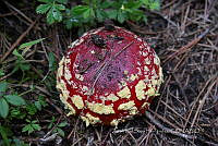 ZISH 0017 Amanita muscaria ssp. flavivolvata.jpg