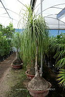 IMDOC 5854 Beaucarnea recurvata.jpg