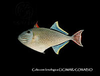 CICIMAR0557 Xanthichthys mento.jpg