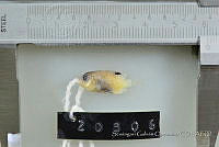 SGQ0813 Stegastes diencaeus.jpg