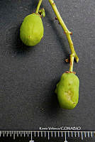 ME010 KV 01530 Cyrtocarpa kruseana R.M. Fonseca, 2005_.JPG