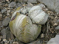 TMRP0004 Astrophytum myriostigma.jpg