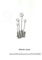 MARL0519 Philonotis fontana.jpg