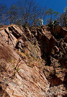 FBA1410 Gossypium.jpg