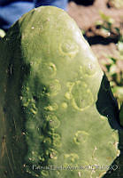 PDA0125 Opuntia ficus-indica.JPG