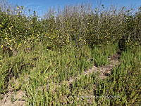 UM002 S0069 Avicennia germinans.jpg